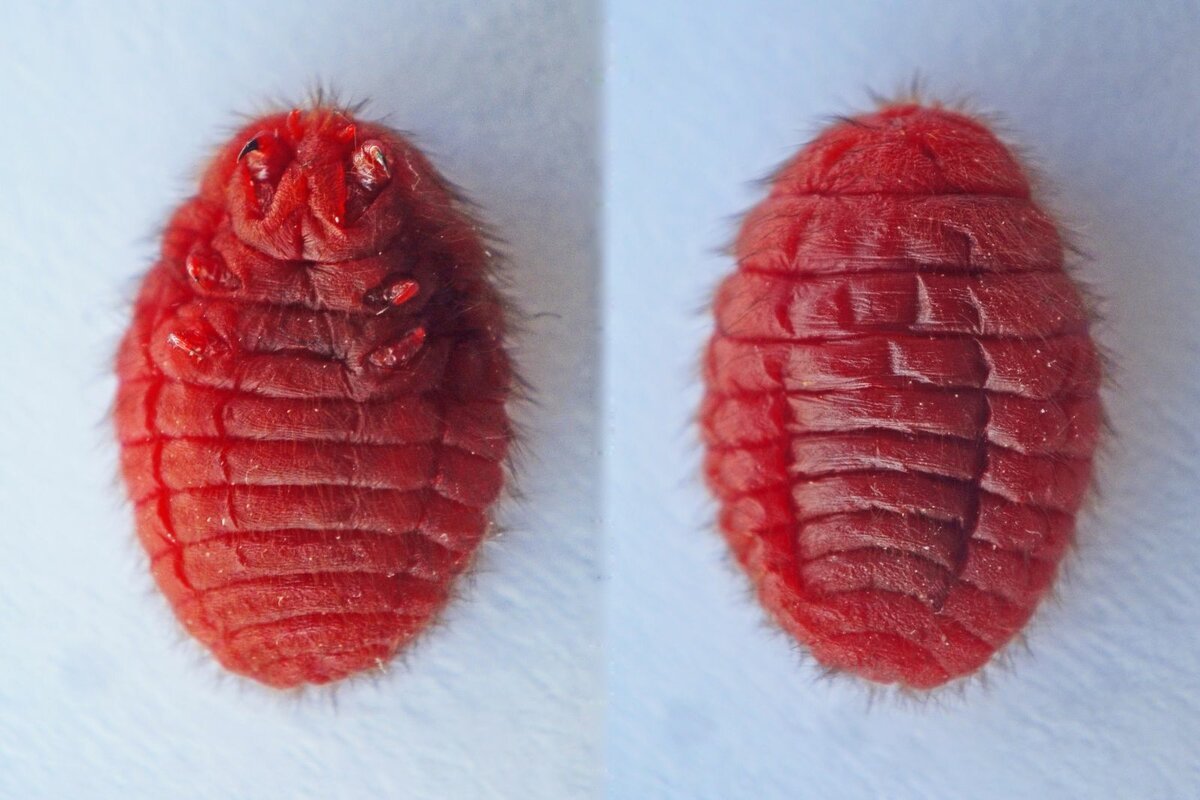 Кошениль (карминовая кислота, кармин, е120)