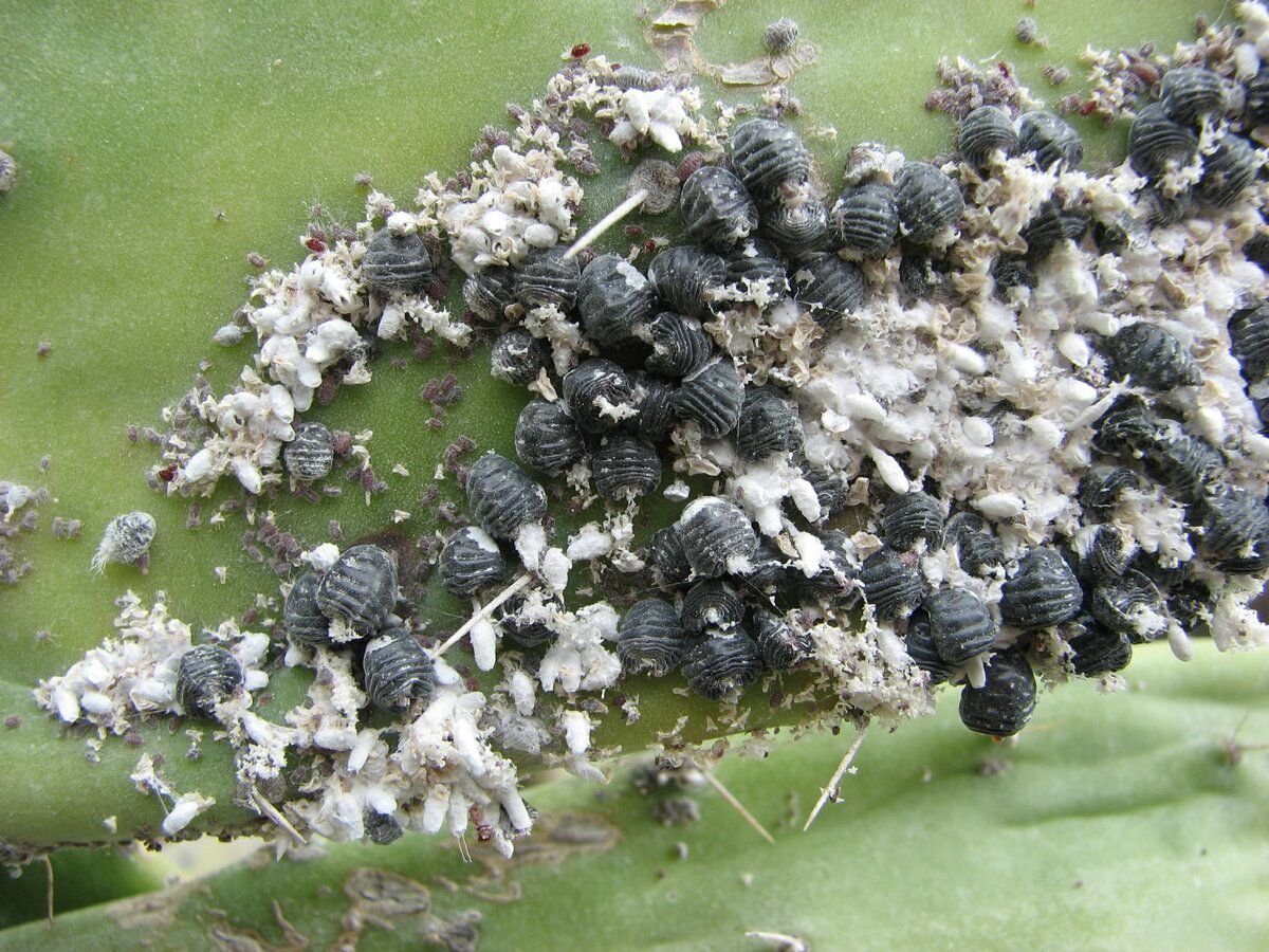 Мексиканская кошениль