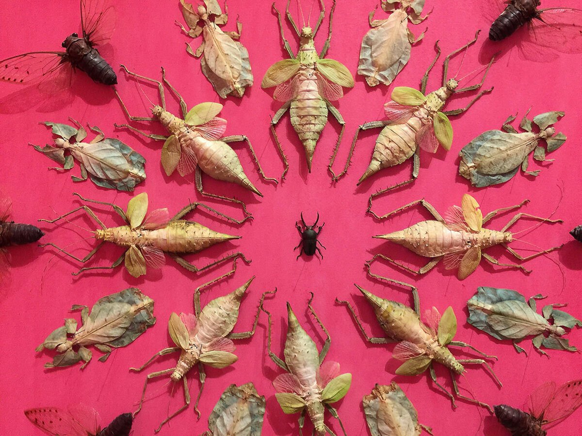 Засушенные насекомые