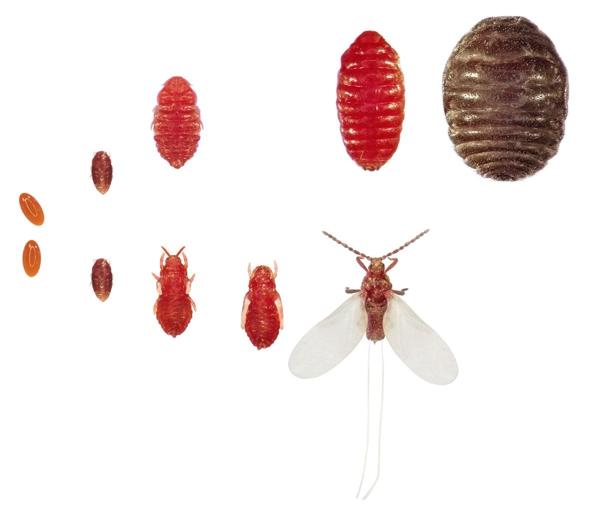 Мексиканская кошениль самец