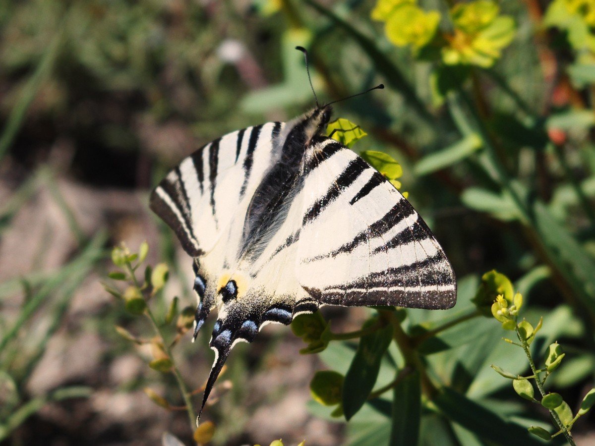 Бабочка парусник Подалирий гусеница