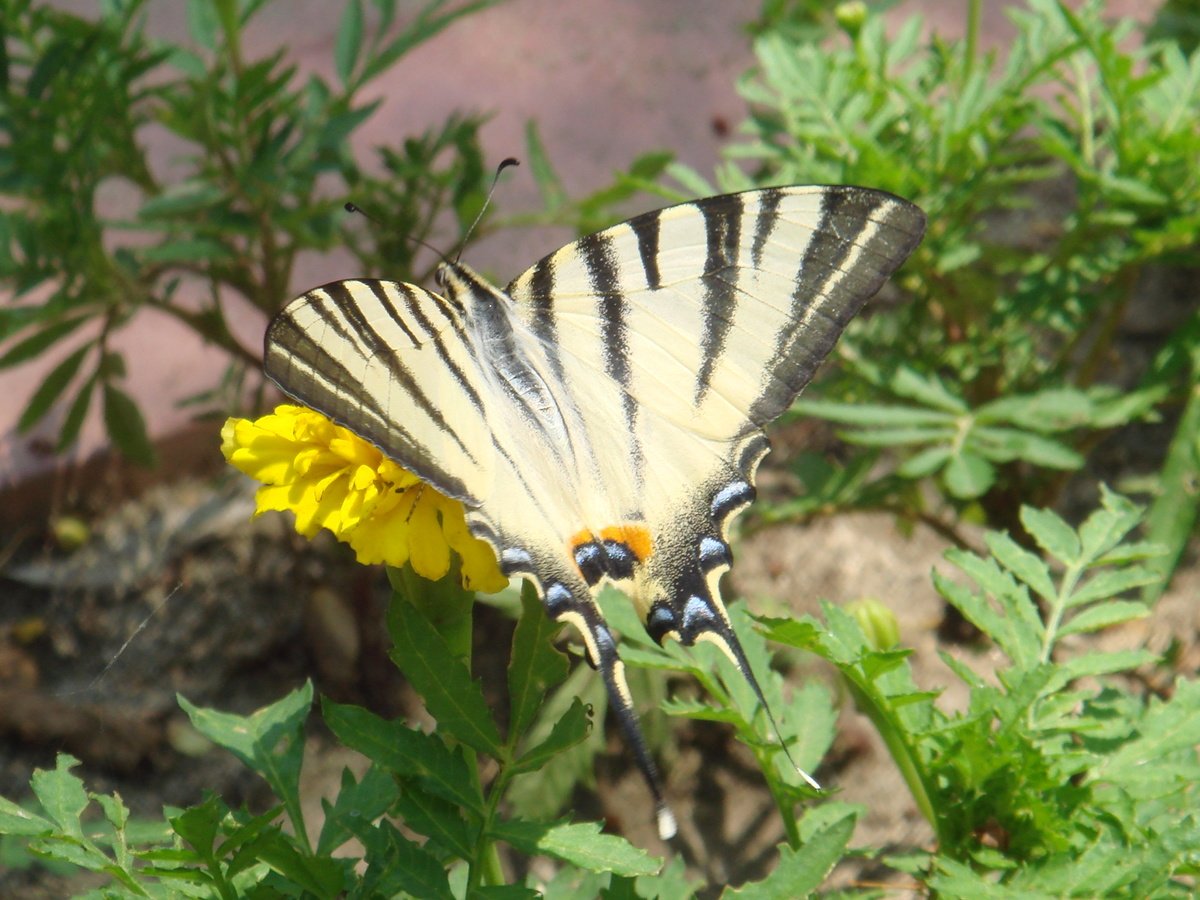 Парусник Подалирий гусеница