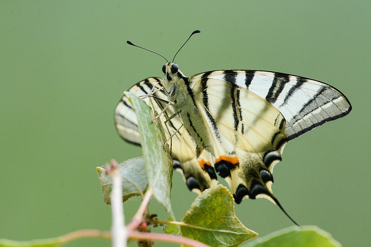 Парусник Подалирий