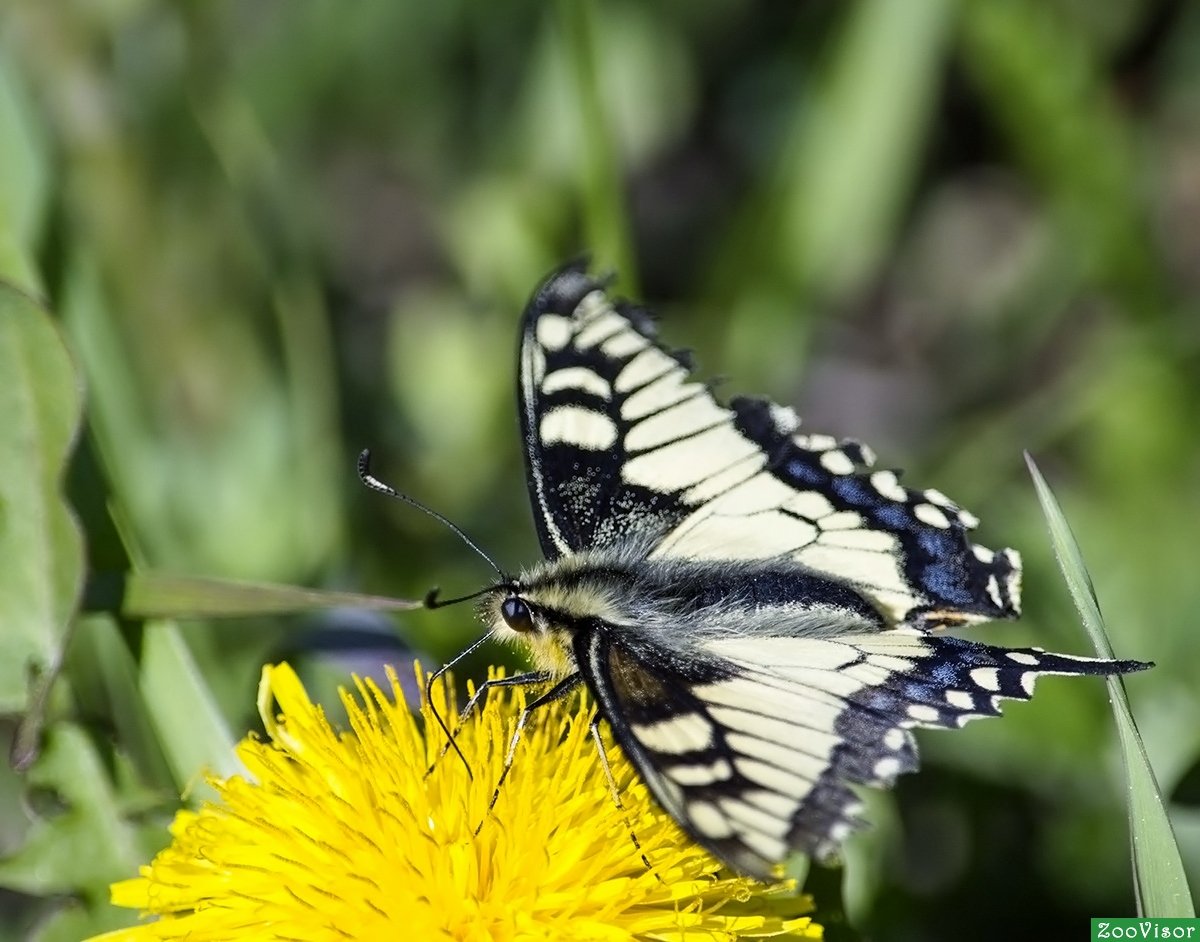 Бабочка Подалирий насекомое