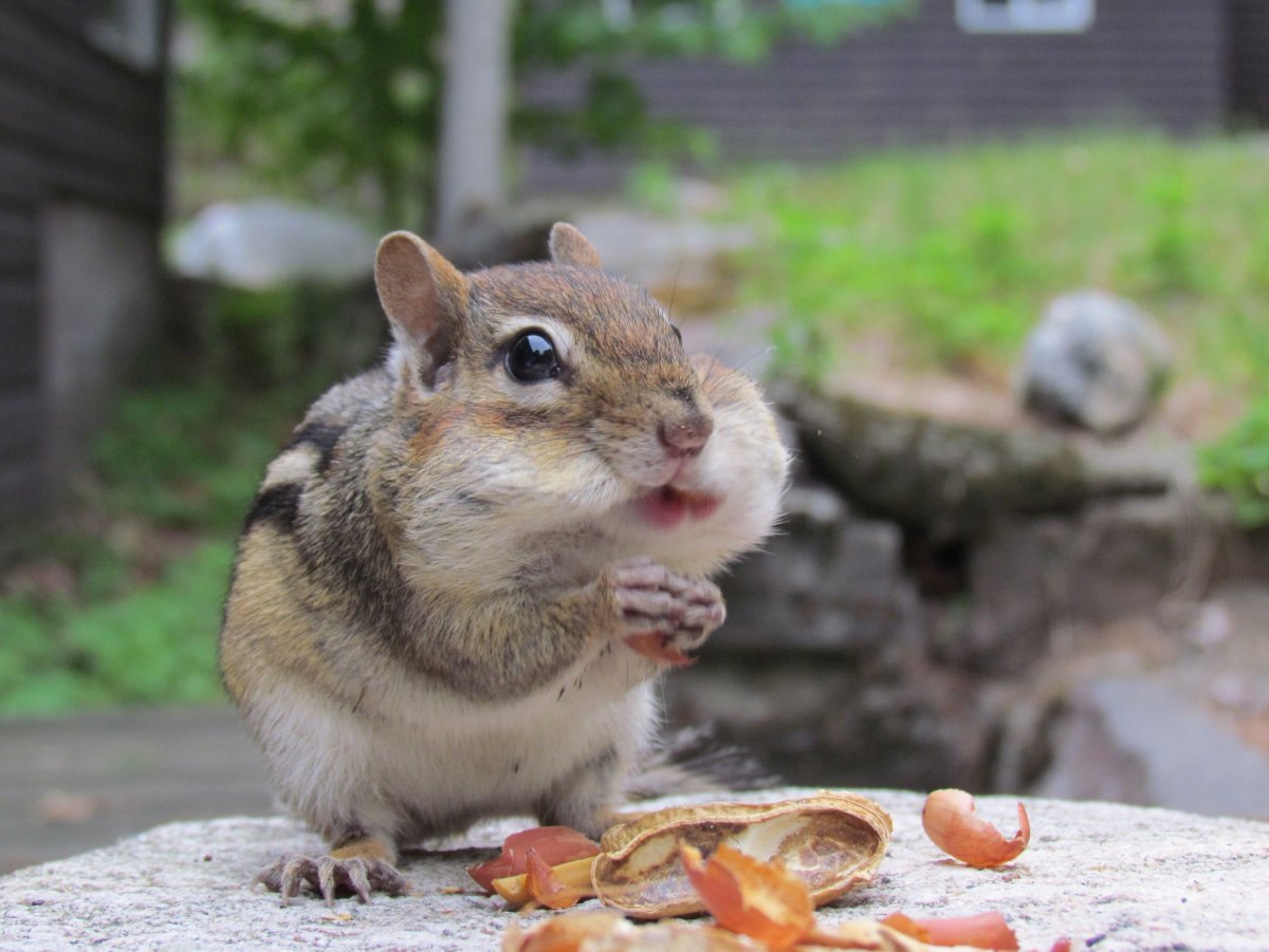 Бурундук с орехами за щеками