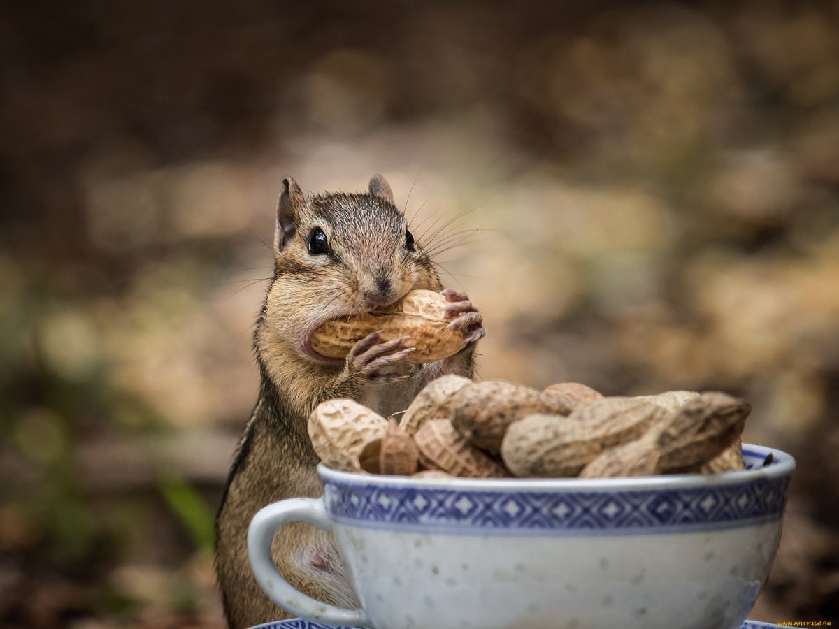 Бурундук запасает орешки