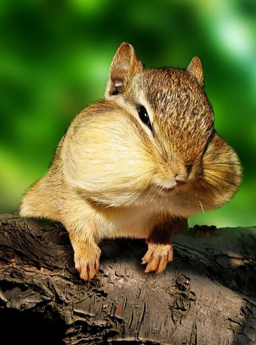 Забавное животное