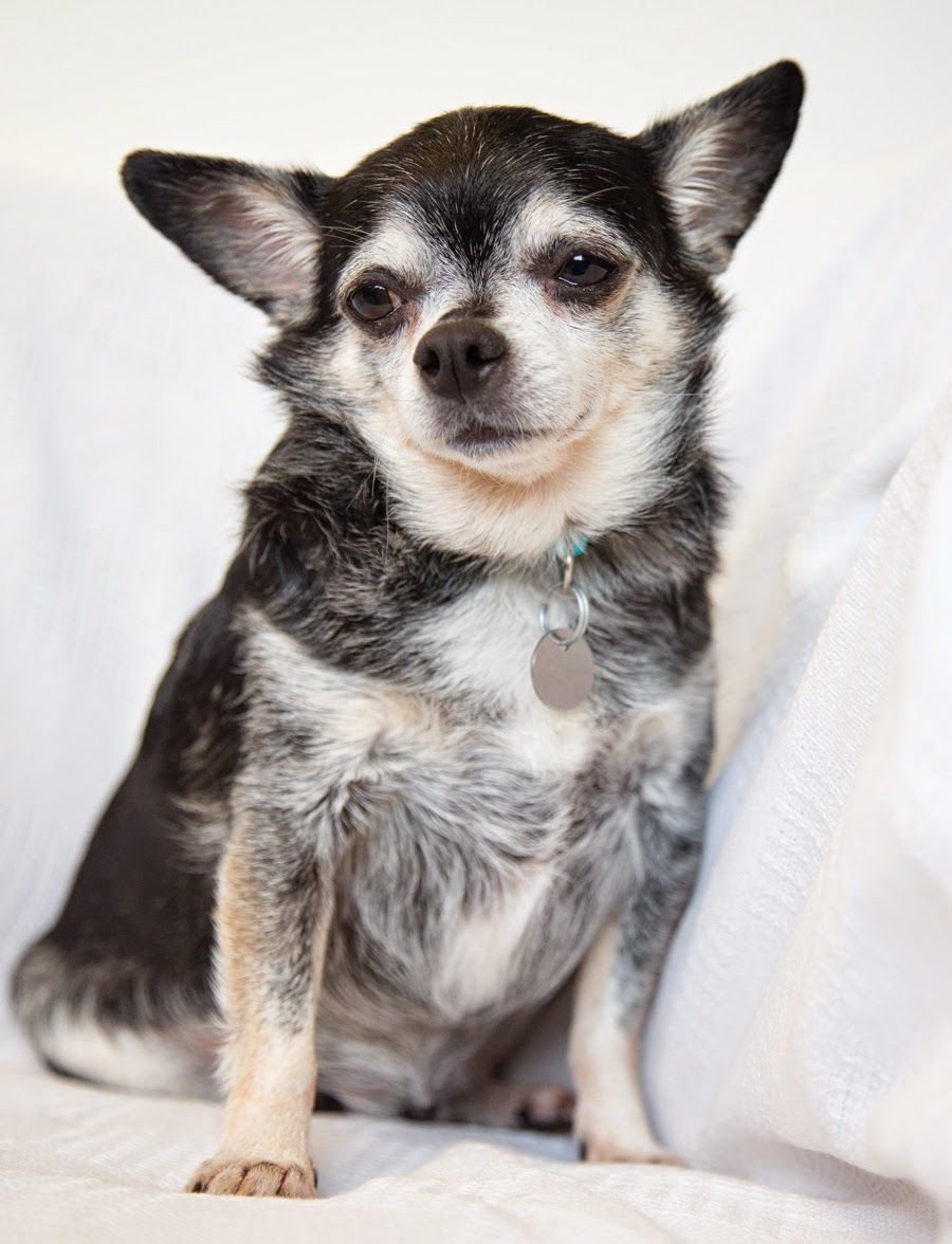 Метис чихуахуа