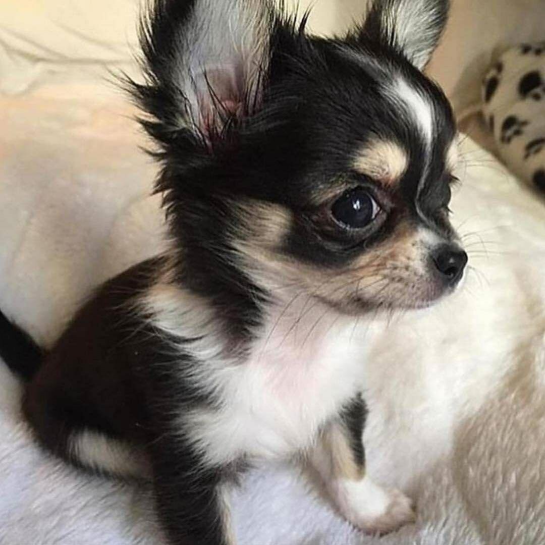 Щенок помесь чихуахуа