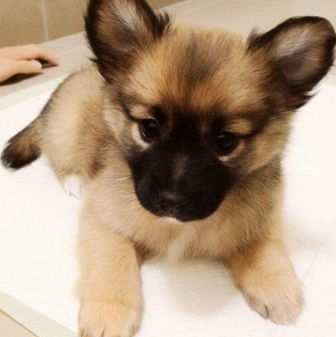 Такса чивини