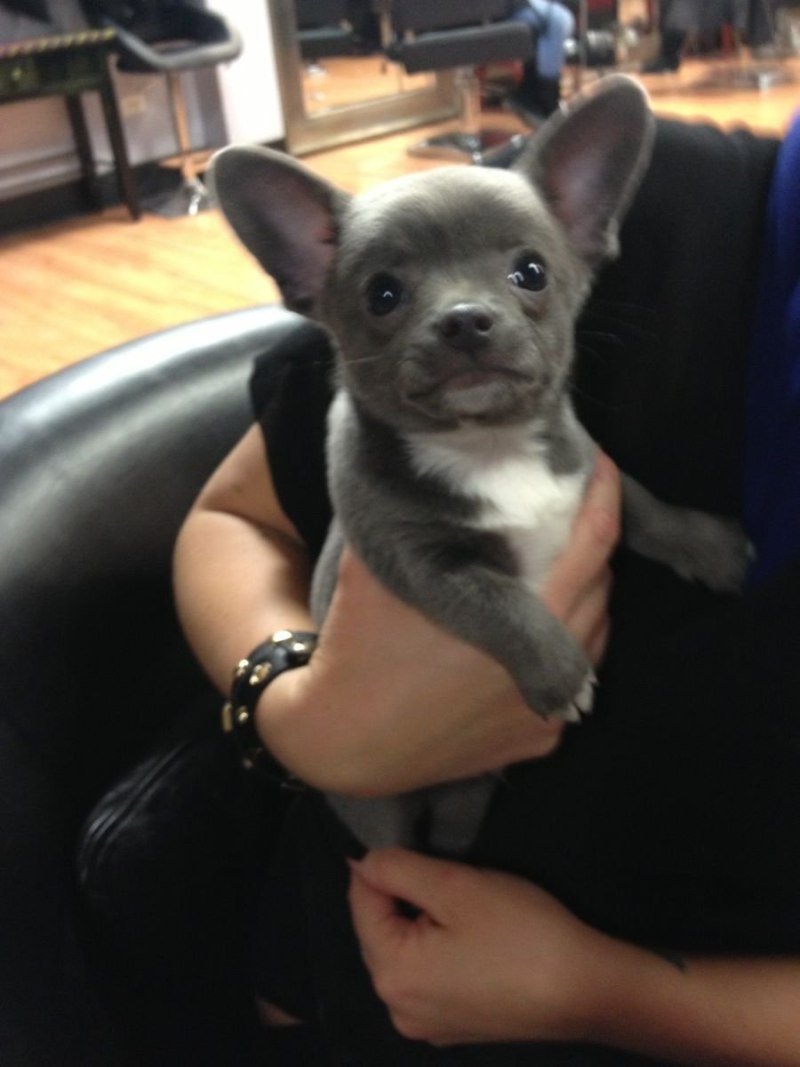 Рыжий метис чихуахуа