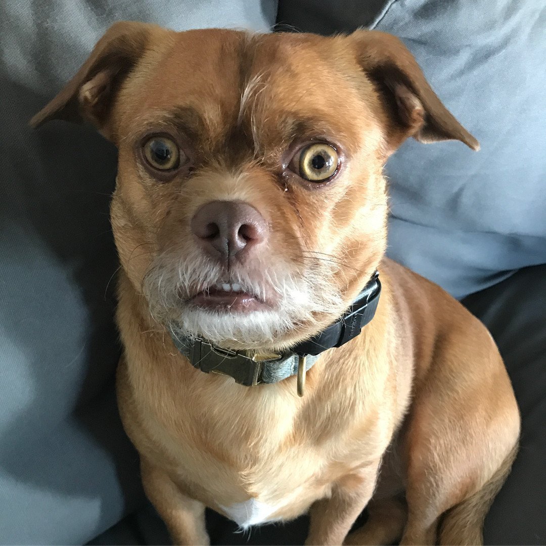 Метис чихуа и Йорка