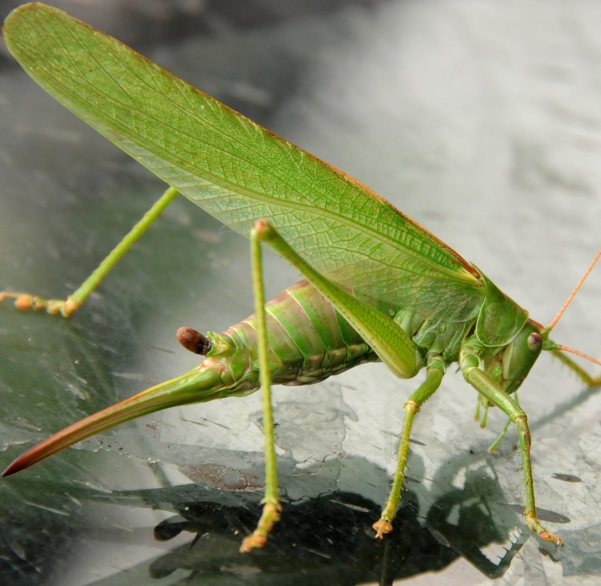 Саранча насекомое