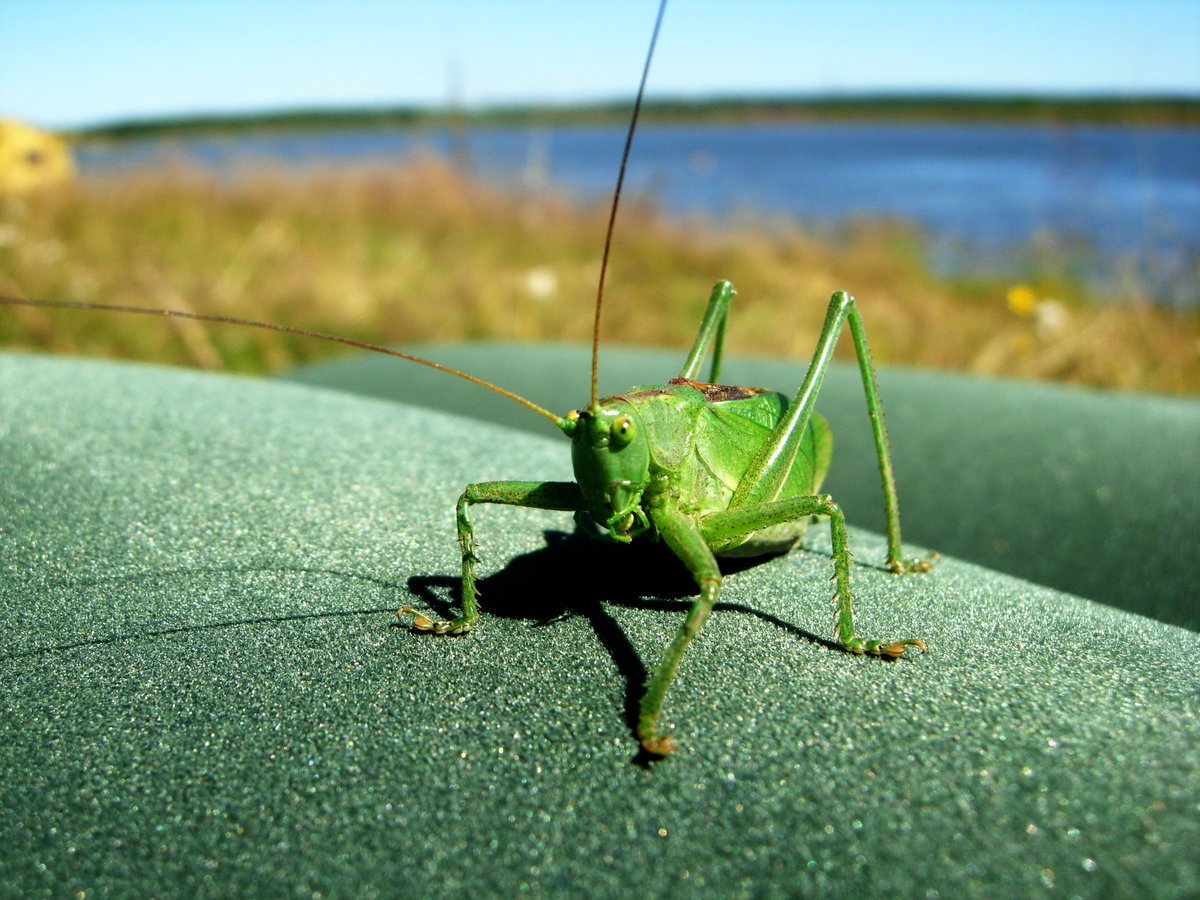 Зелёный кузнечик