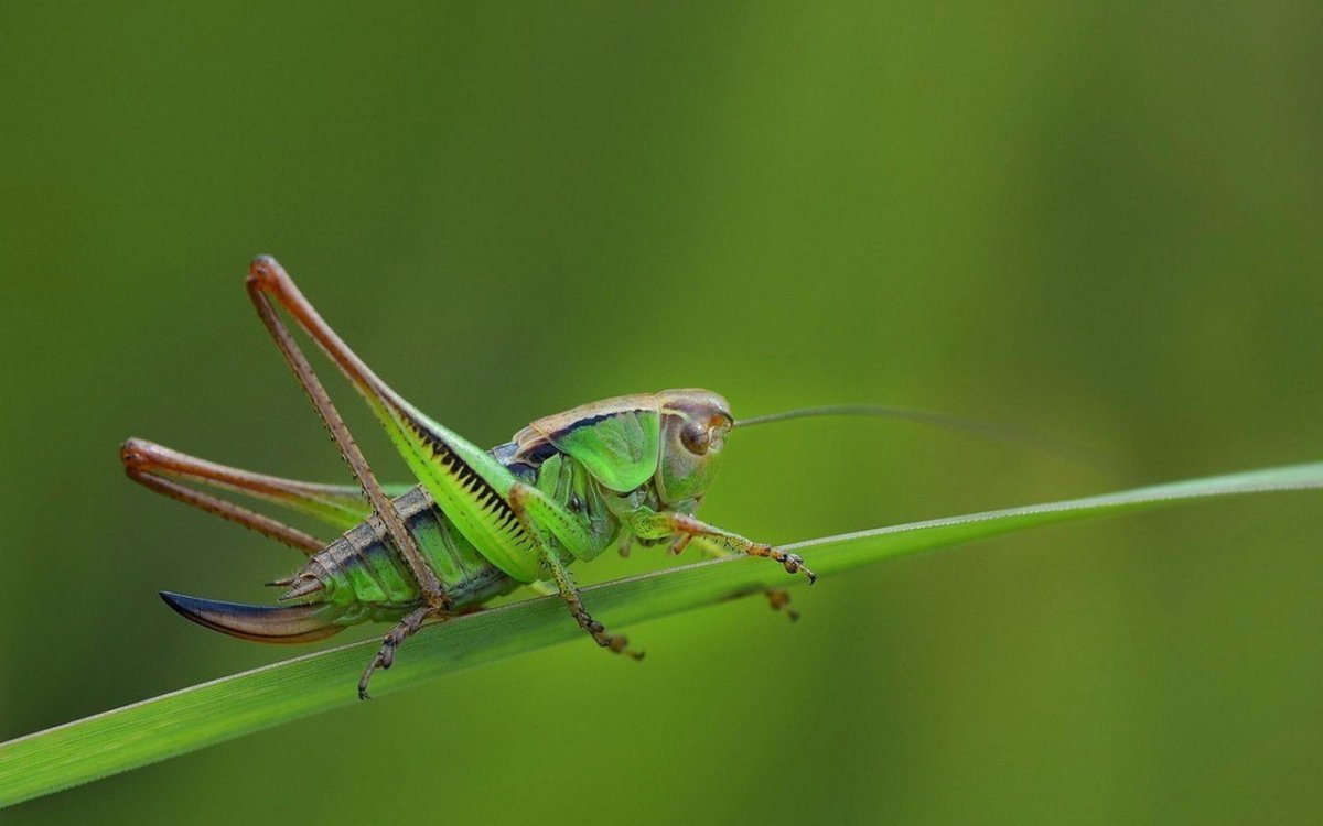 Кузнечик зеленый палочник