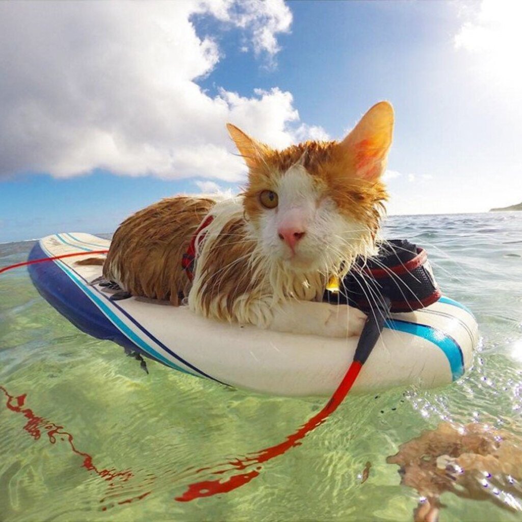 Веселое морская 1. Кошка на серфе. Кот серфер. Кот на море. Кот на пляже.