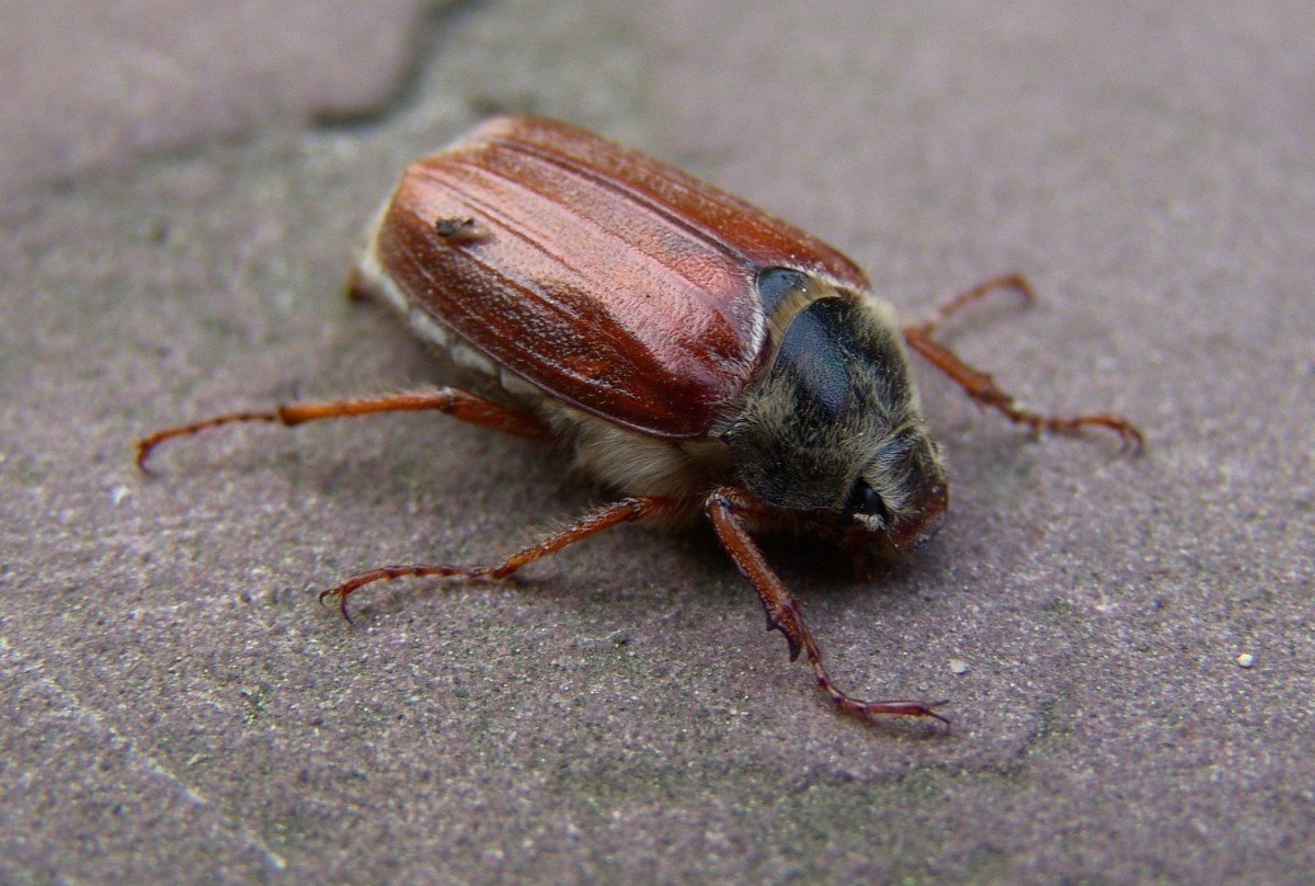 Жук древесный Точильщик