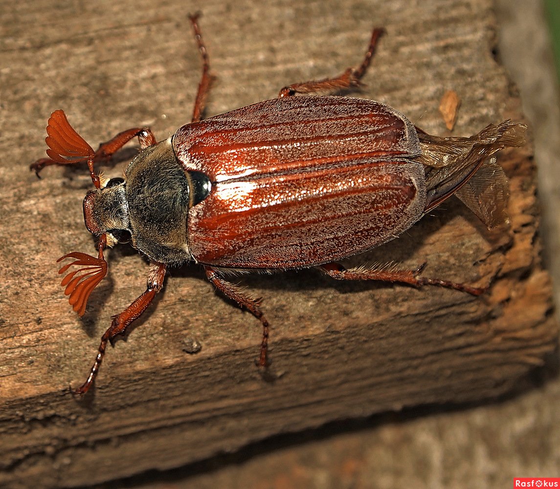 Жук Хрущик