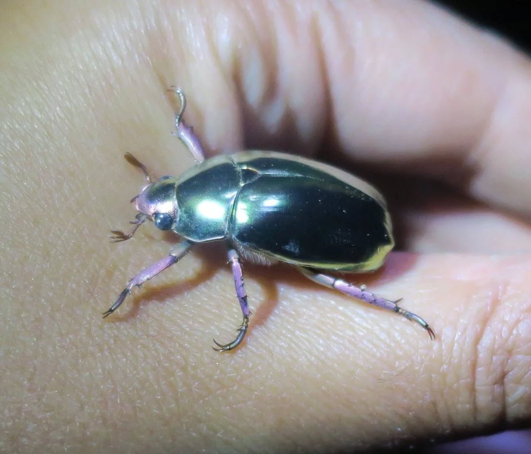 Золотой Жук скарабей