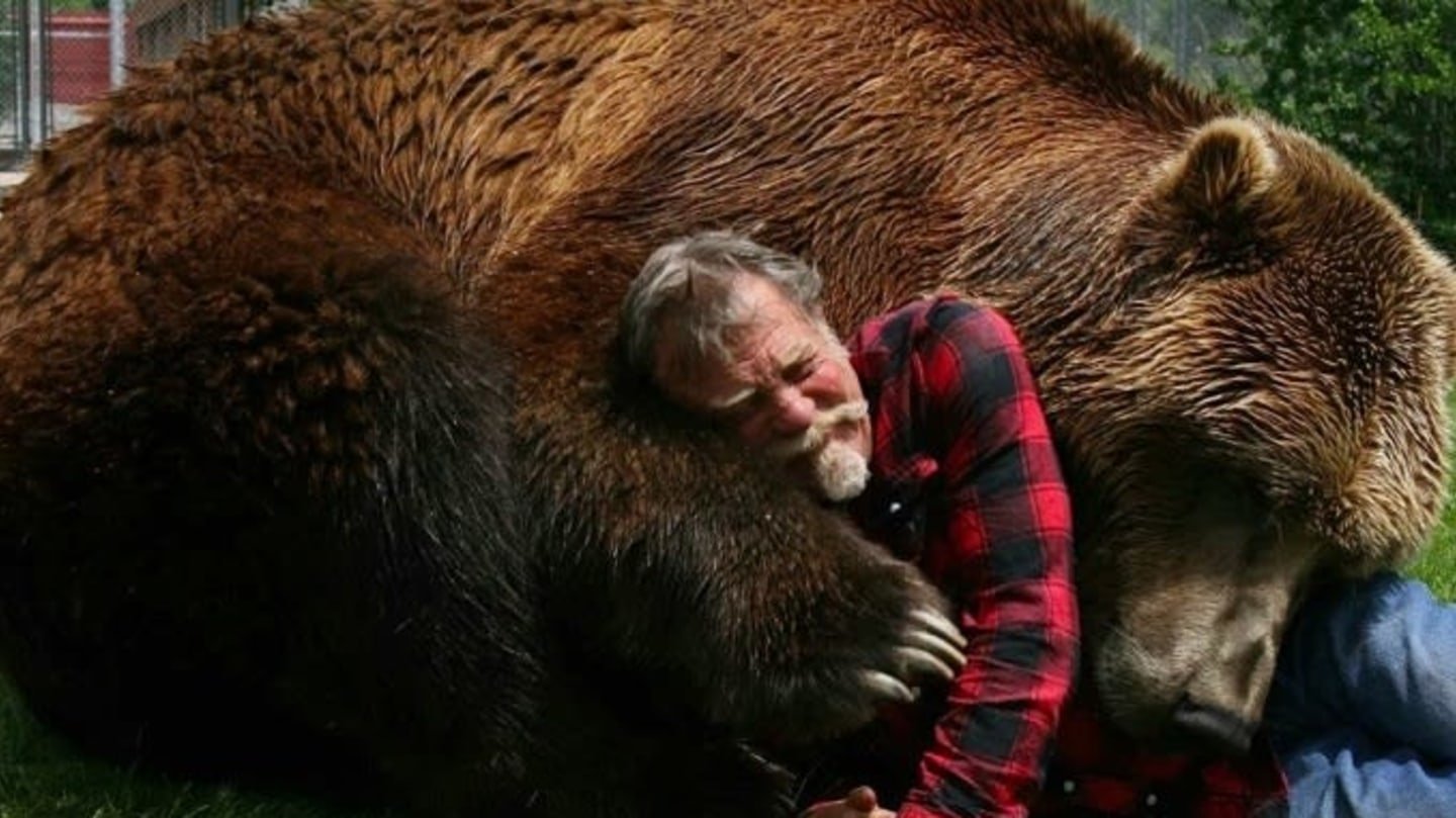 Сколько живут медведи в неволе. Самый большой в мире медведь Гризли. Самый большой бурый медведь в мире. Медведь Кадьяк самый большой в мире. Гризли рост.