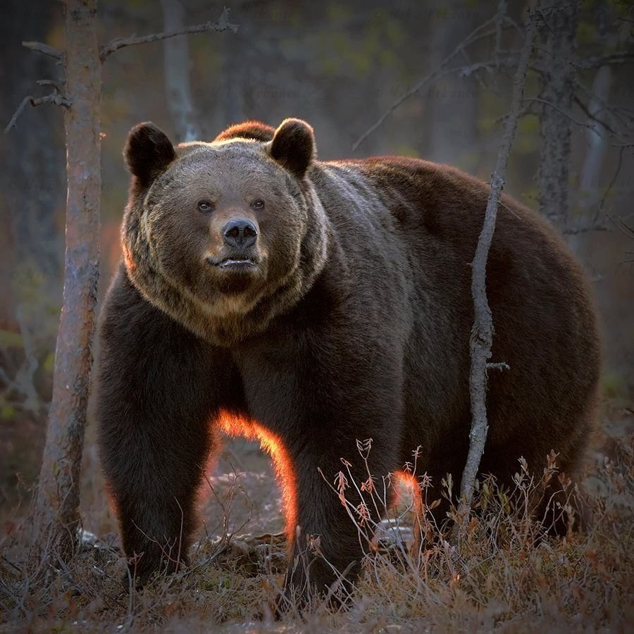 Медведь Гризли большой