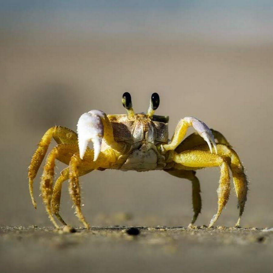 Глаза краба