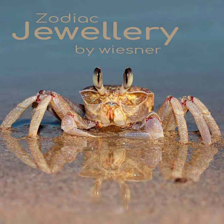 Краб оципод