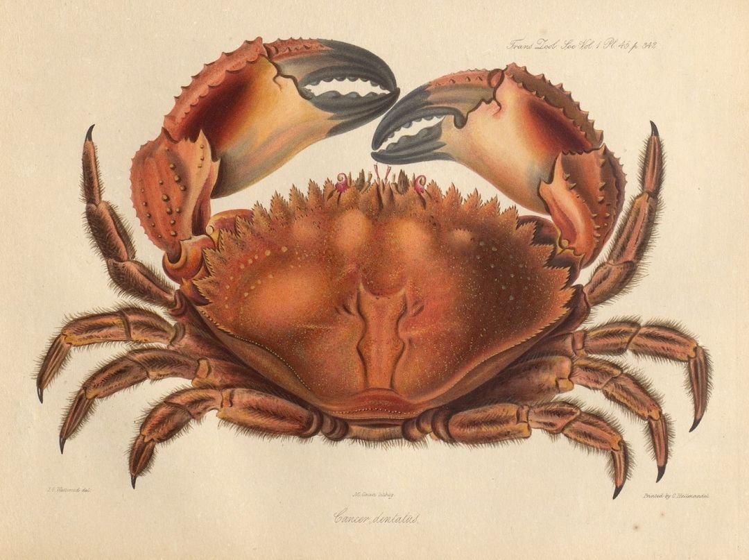 Краб нарисованный реалистичный