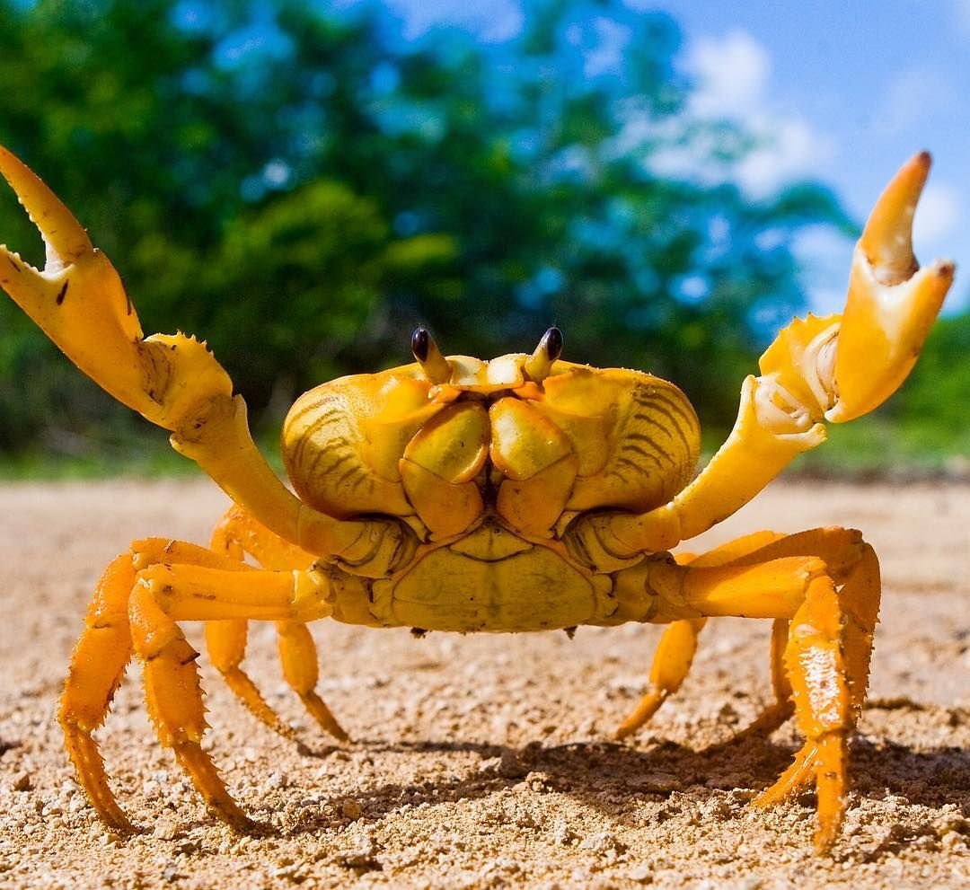 Клешни краба
