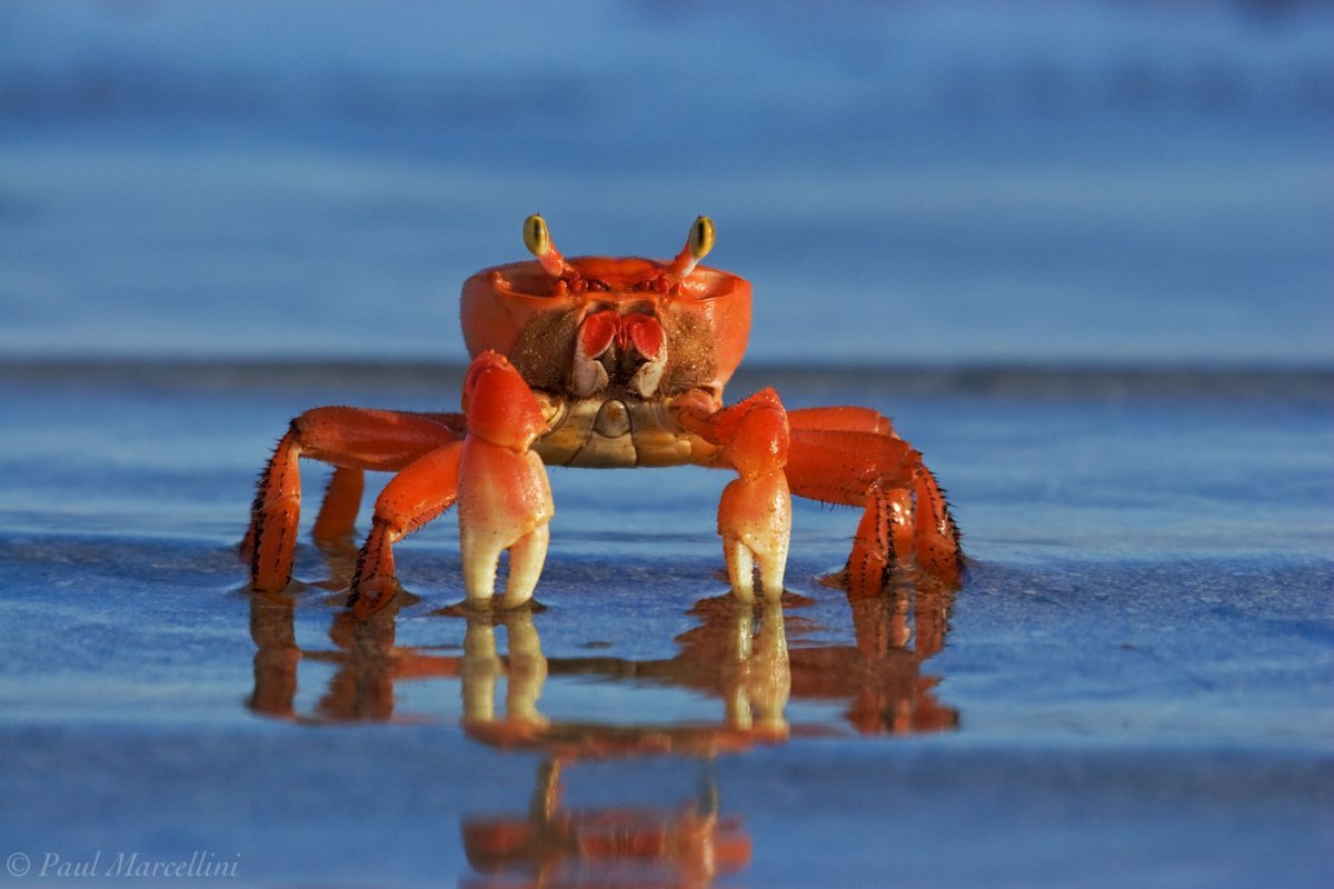 Краб животное