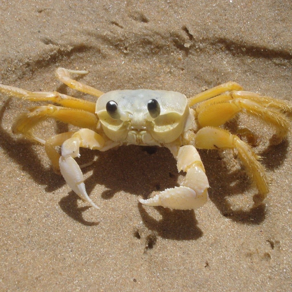 Маленький краб