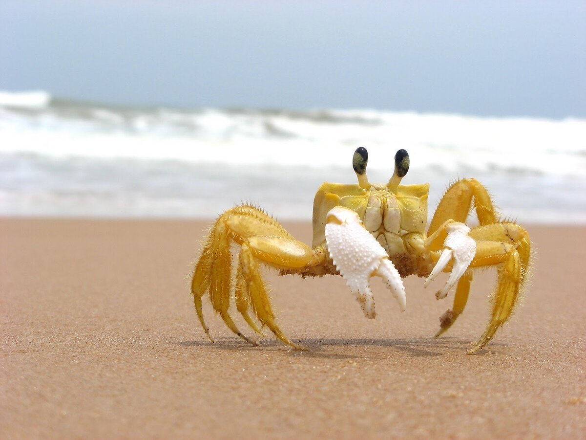 Краб на песке