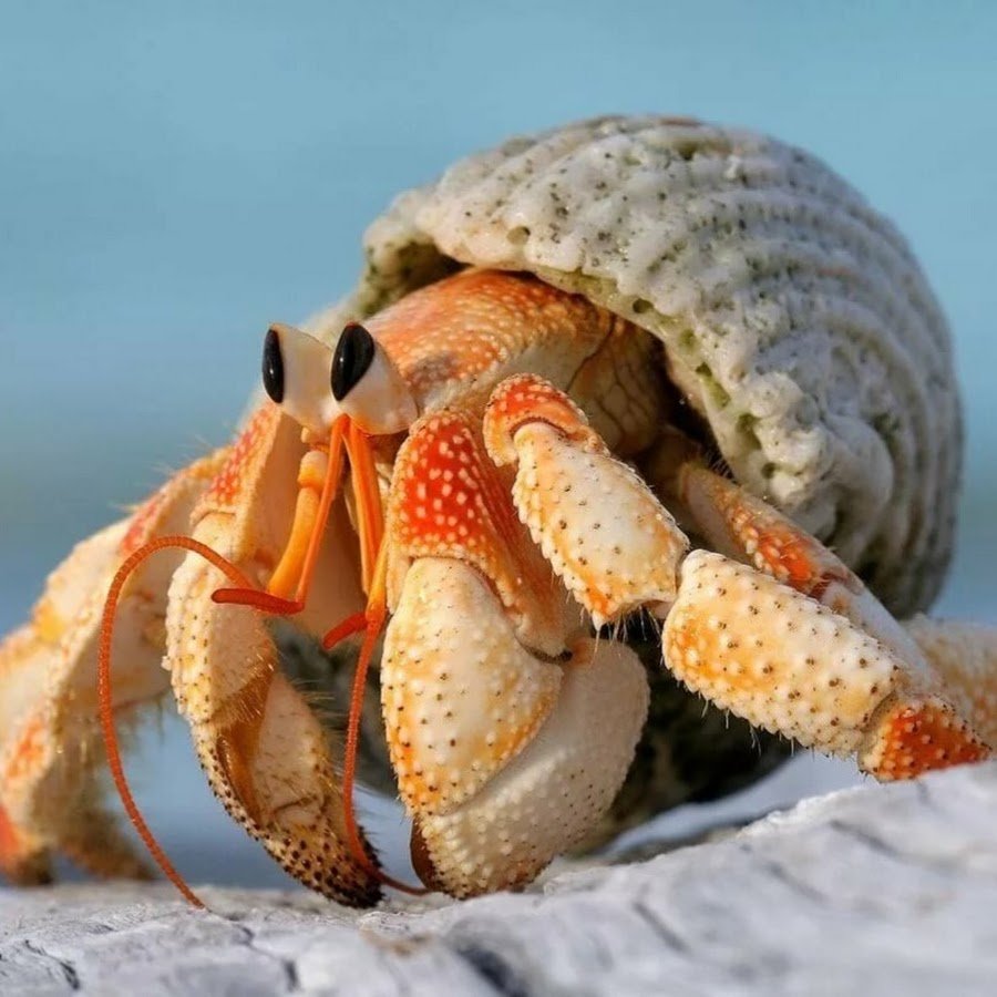 Краб ракушечник