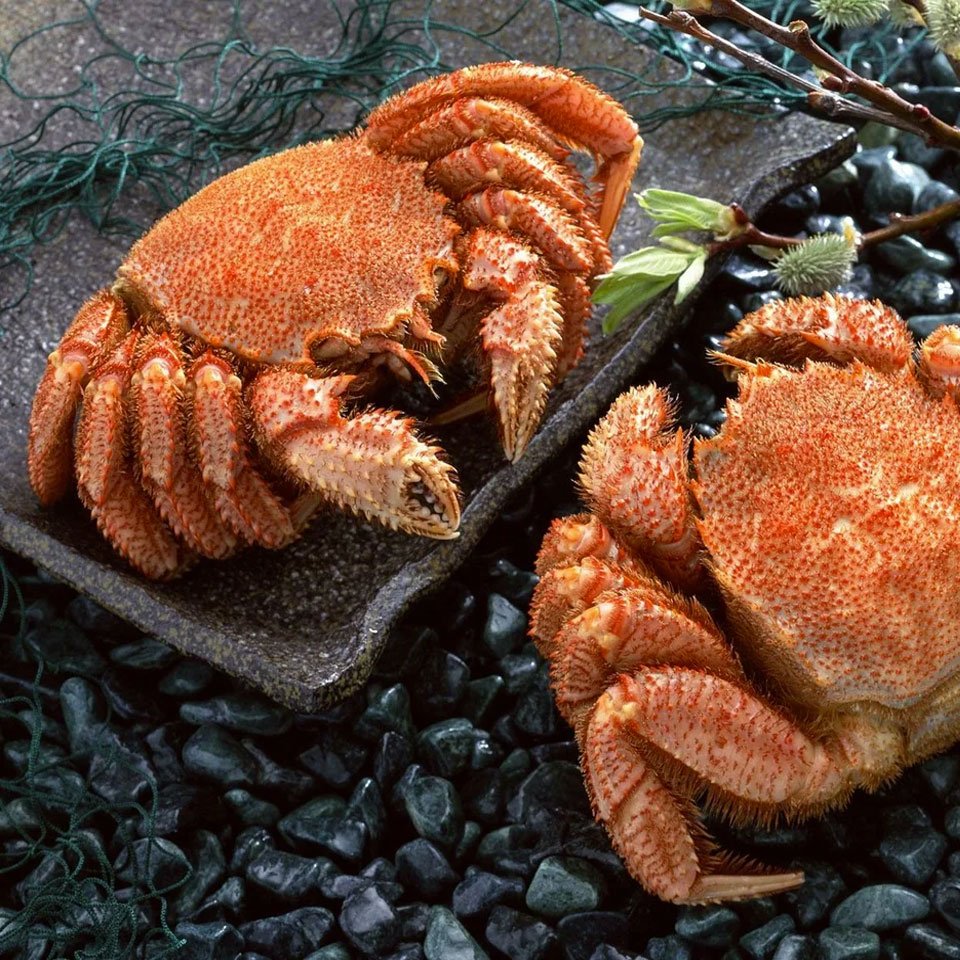 Краб красный волосатик