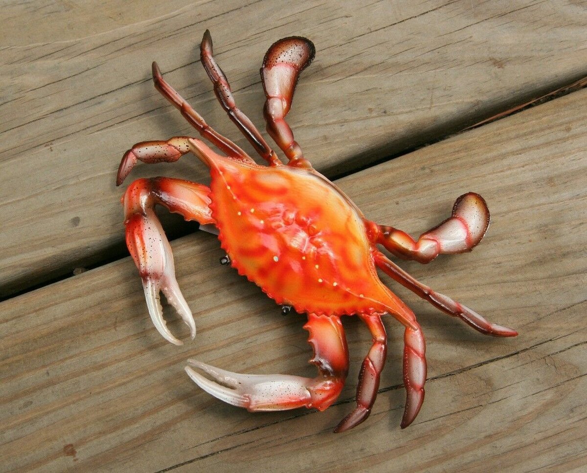 Членистоногие краб