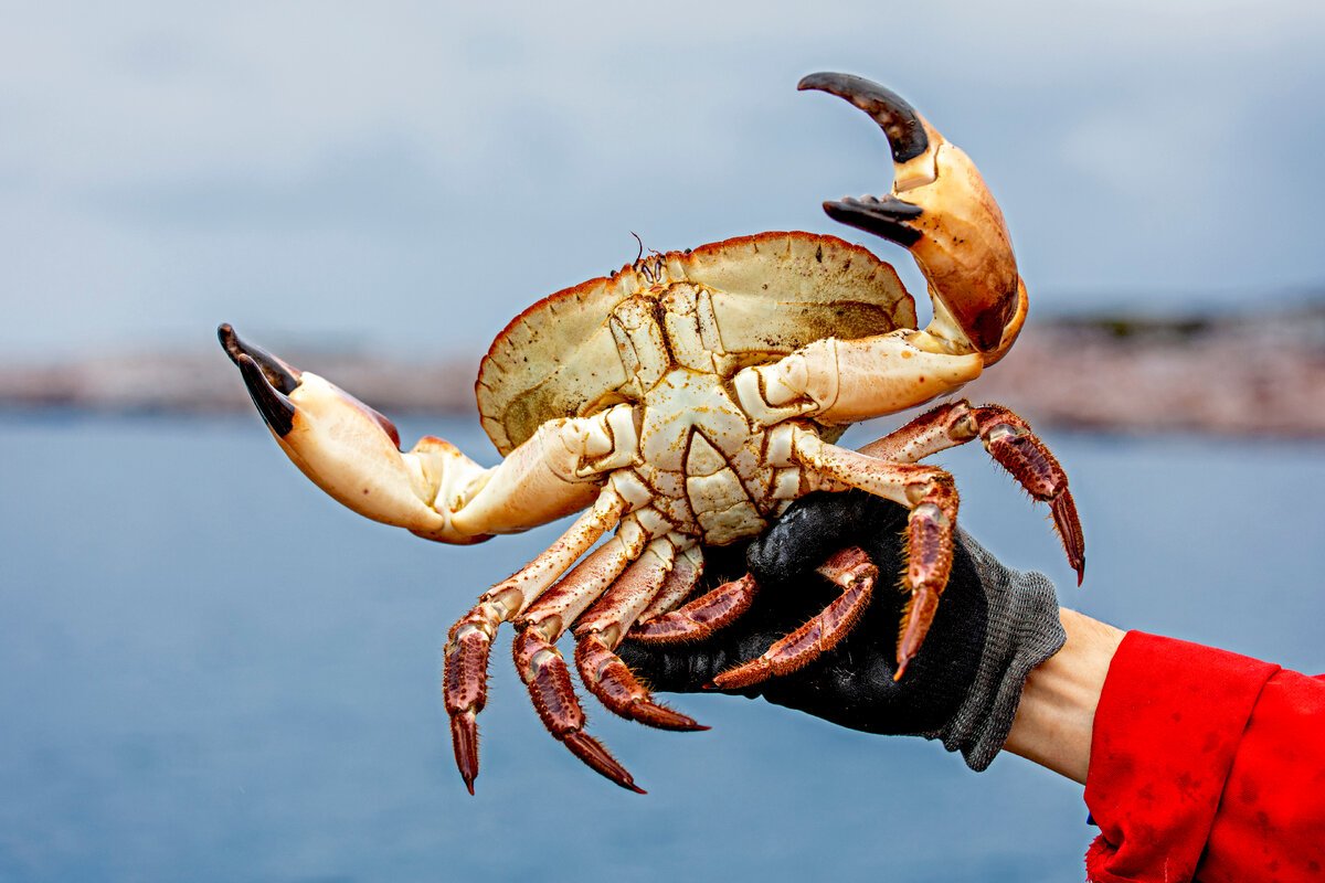 Краб Приморье