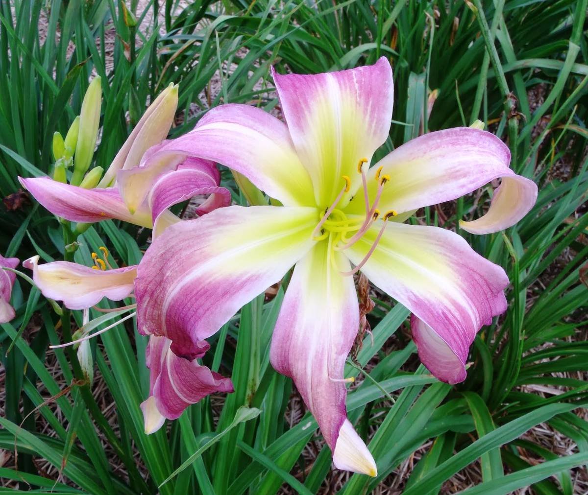 Лилейник Уилсон Спайдер