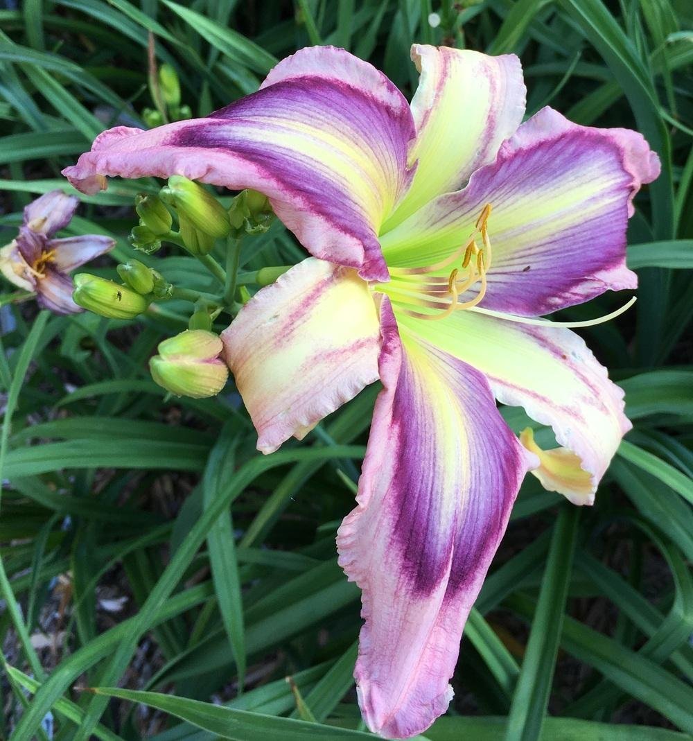 Лилейник Пэганс ритуал