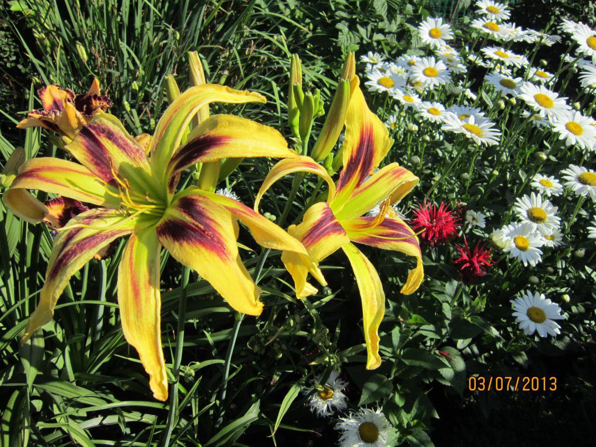 Лилейник супермодель