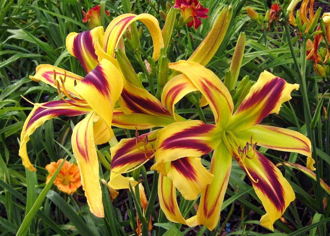 Тюльпаны и лилейник