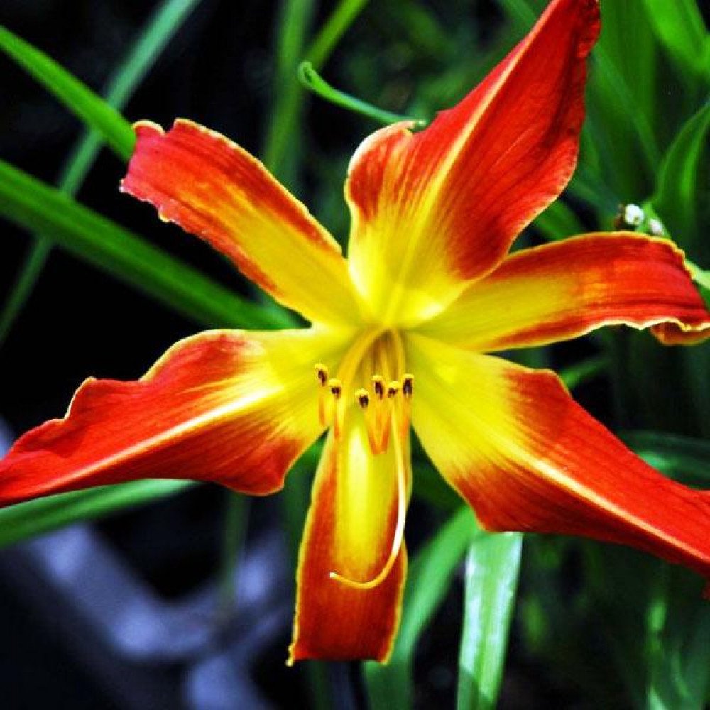 Лилейник 'exotic Spider'