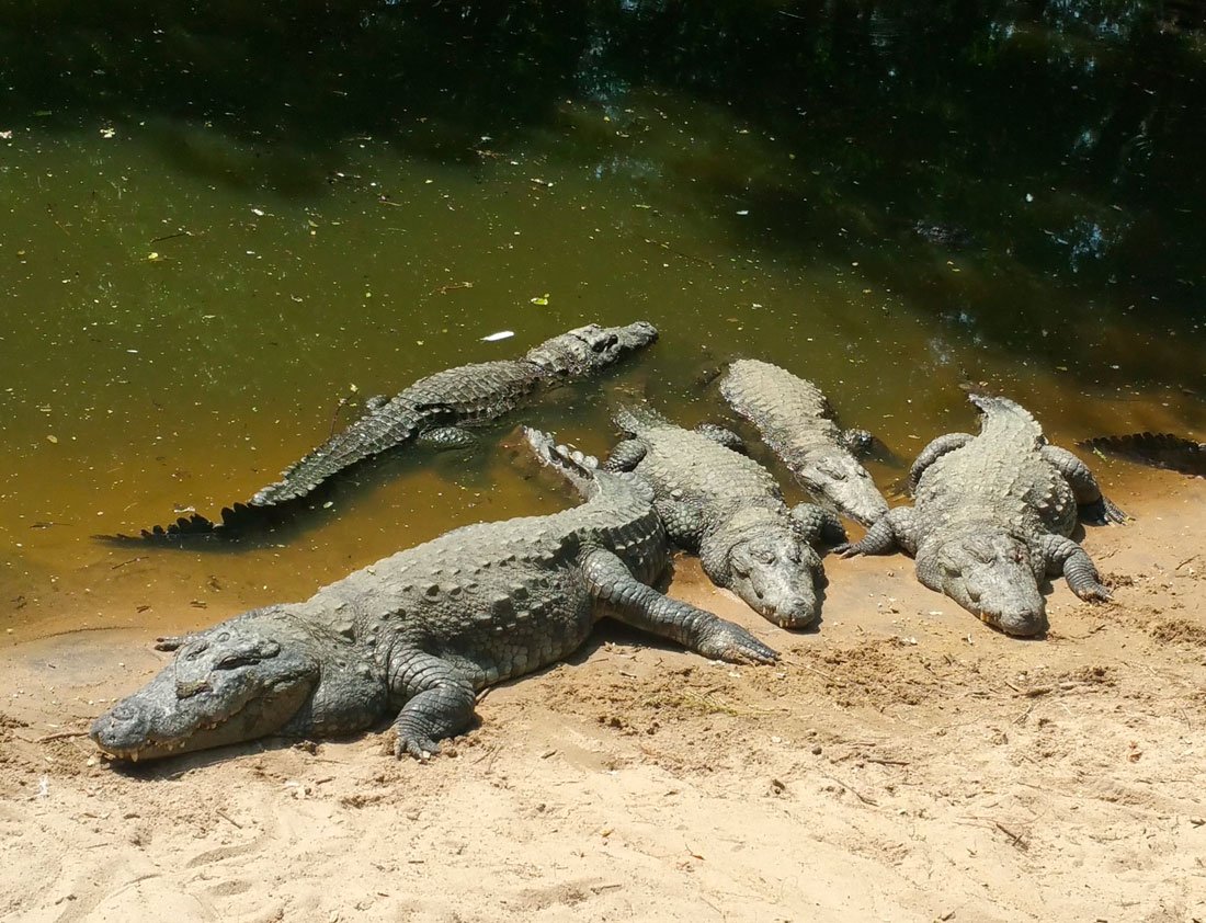 Нильский крокодил среда обитания