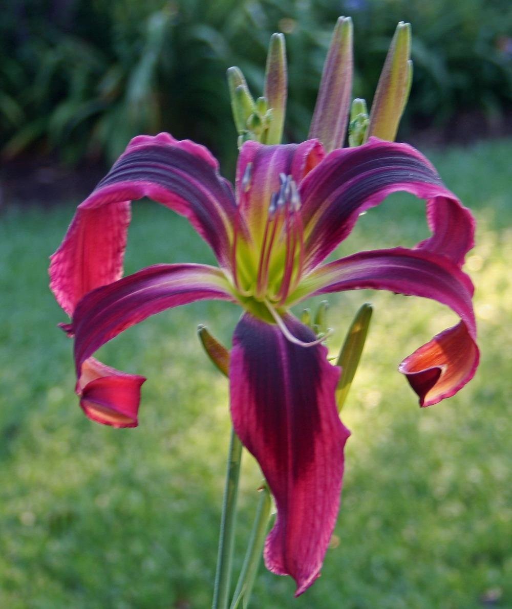 Лилейник Блэк Эрроухед