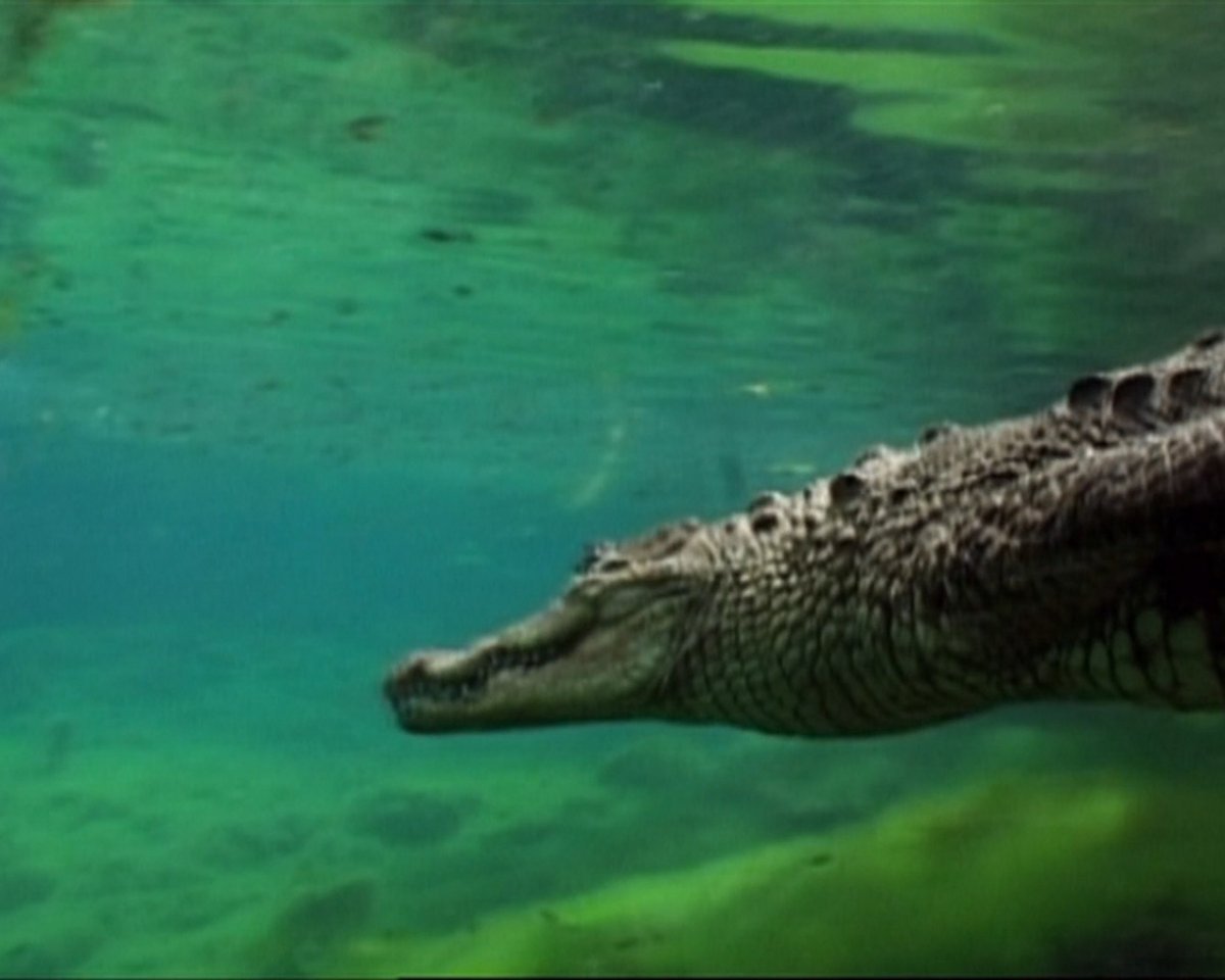 Крокодил 1920x1080