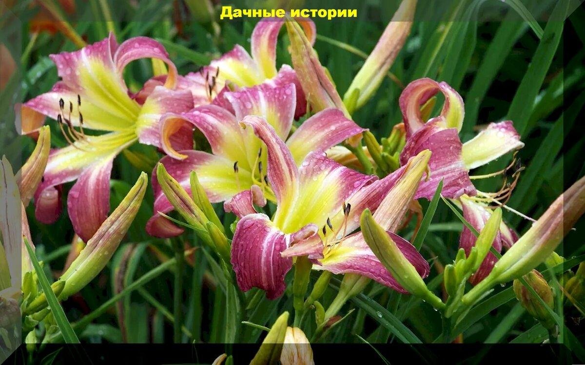 Лилейник Пурпл Тарантул