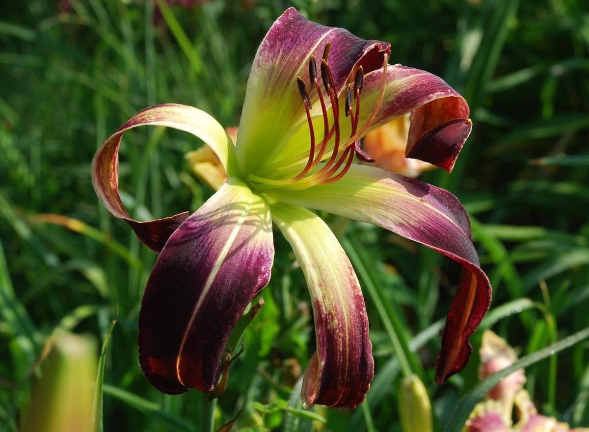 Лилейник 'exotic Spider'