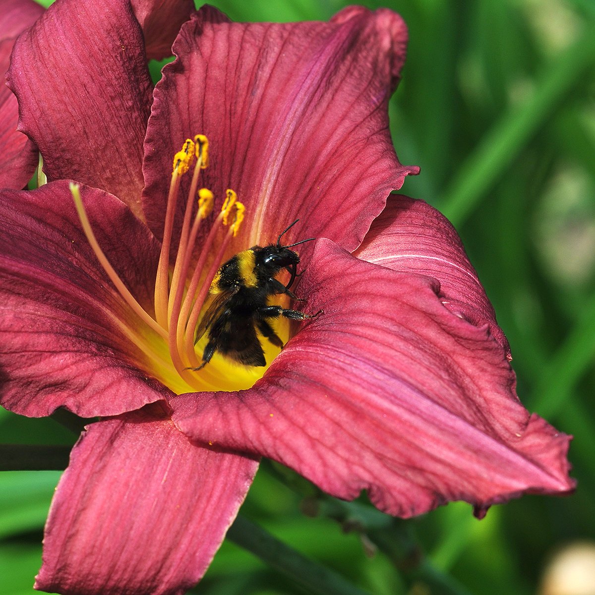 Лилейник Purple Tarantula
