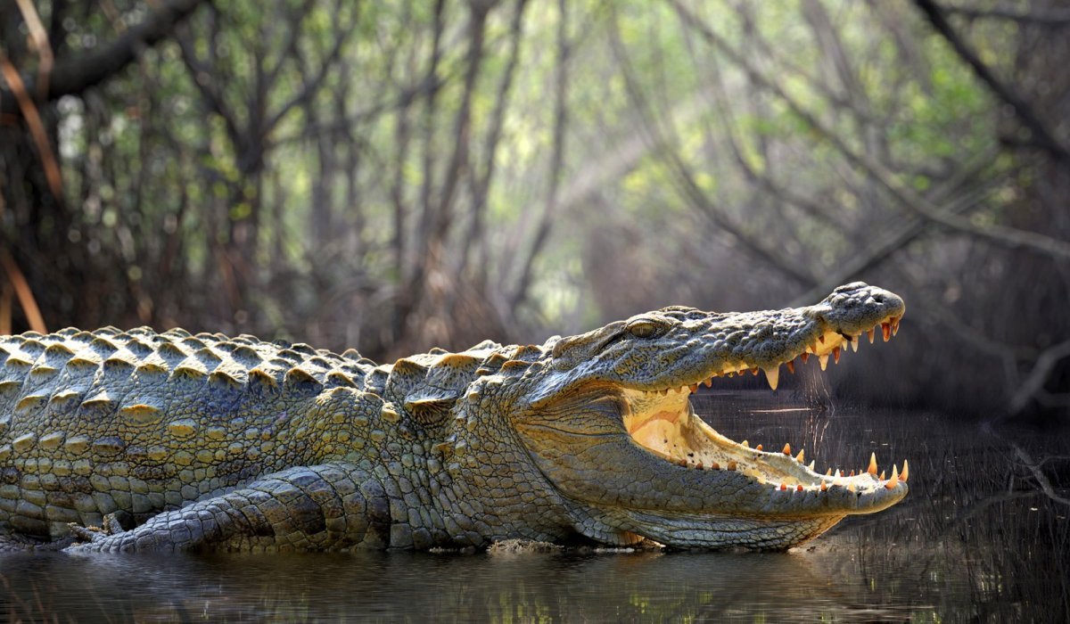 Комодский Варан против крокодила