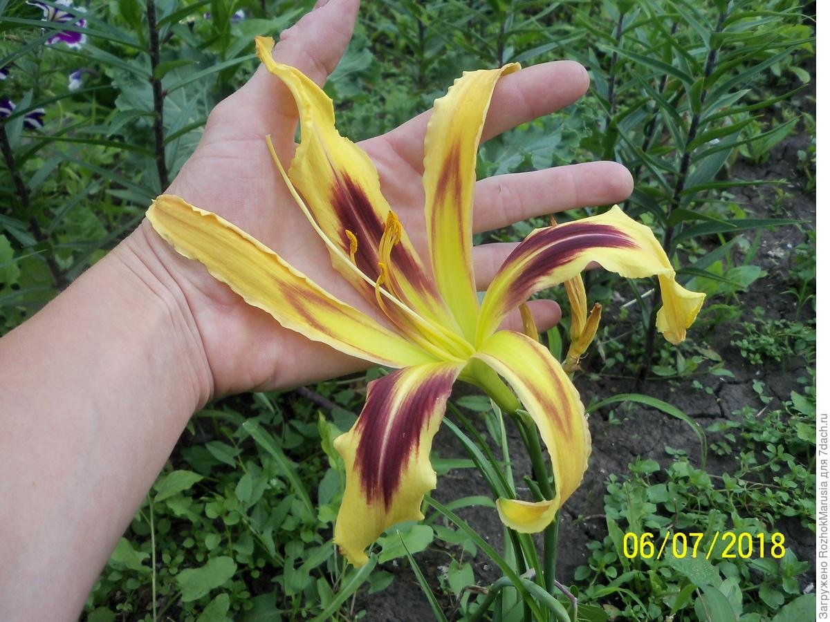 Лилейник Wilson Spider