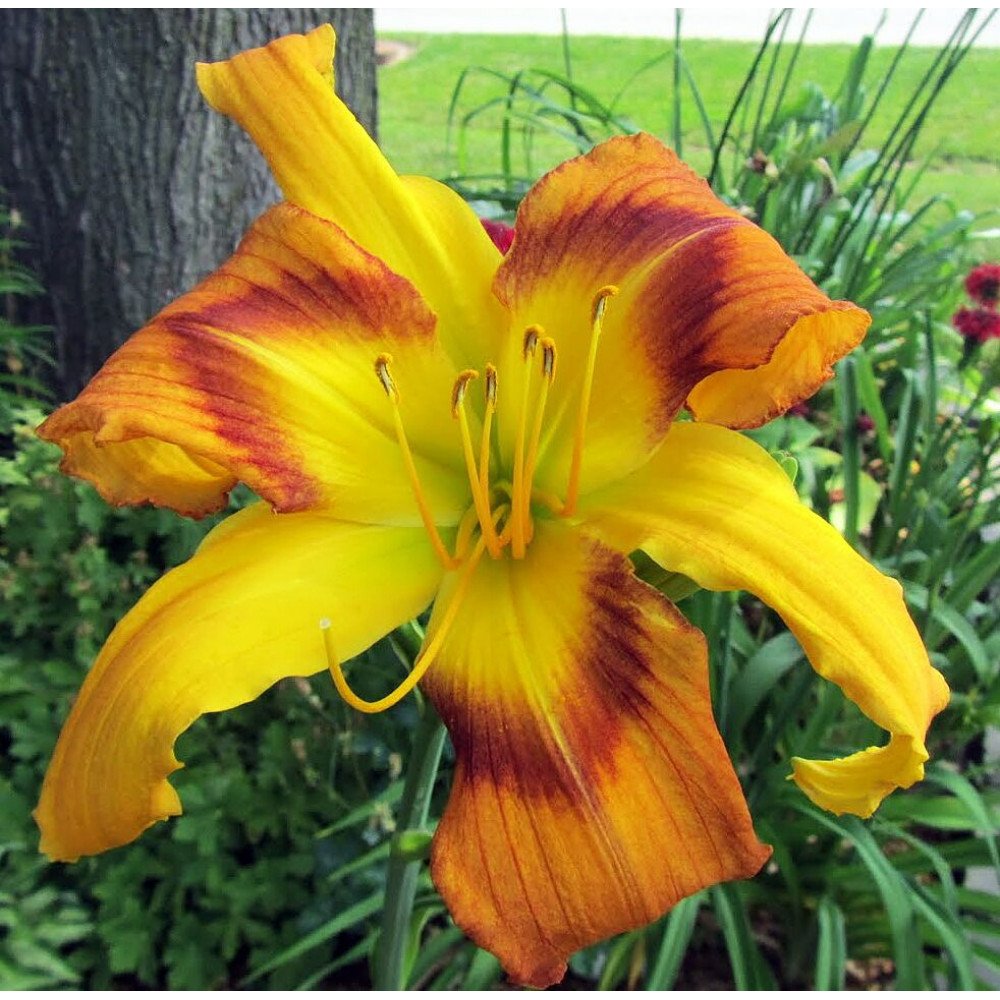 Лилейник Уайлд энд вандефул